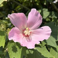 フヨウの画像