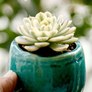 Echeveria White Minima Variegated,カクタス広瀬,京浜カクタスクラブ,窓辺の画像