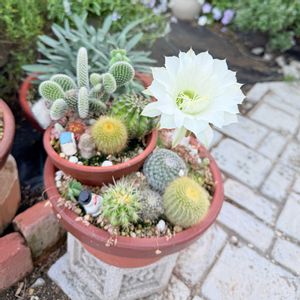 サボテン,ガーデニング,サボテンの花の画像