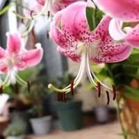 オミナエシ,キキョウ,大賀ハス,カノコユリ,花のある暮らしの画像