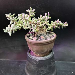 多肉植物,観葉植物,塊根植物,コーデックス,珍奇植物の画像