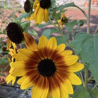 サガリバナ,ヒマワリ, トーチジンジャー,癒し…♡,今日のお花の画像