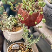 茶傘,コンプトニー,多肉植物,多肉植物寄せ植え,ドロサンテマム の画像