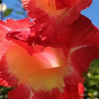 グラジオラス,青空,大好きな花,シルエット❤︎,風の中の画像