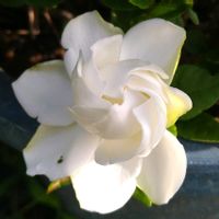 クチナシ,花のある暮らし,香る花,SDGs,心に笑顔の花をの画像