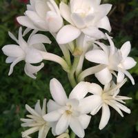 チューベローズ,花のある暮らし,モニター,香る花,PRの画像