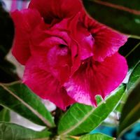 アデニウム,天空のバラ,アデニウム 八重咲き,花のある暮らし,南国植物の画像