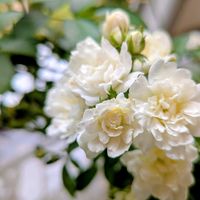 ダリア,ヒマワリ,植物園,多肉植物,白い花の画像