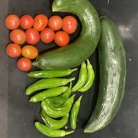 キュウリ,ミニトマト,シシトウ,可愛い,収穫の画像