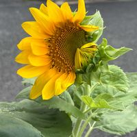 ヒマワリ,ひまわり,散歩,今日のお花,朝の散歩の画像