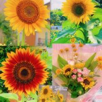 サギソウ,ヒマワリ,向日葵,ひまわり,黄色い花の画像