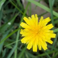 オタフクナンテン,伊賀上野城。の画像