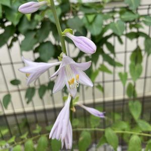 ギボウシ（ホスタ）,オオバギボウシ,ウルイ,山野草,放置栽培の画像