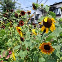 オクラ,オクラ,ヒマワリ,ヒマワリ,ヒャクニチソウの画像