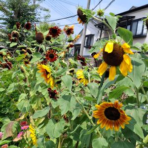 オクラ,オクラ,ヒマワリ,ヒマワリ,ヒャクニチソウの画像