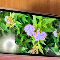 シモツケ の画像