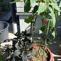 唐辛子,観賞用トウガラシ,ブラックパール,本鷹,家庭菜園の画像
