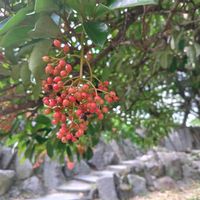 サンゴジュの画像