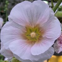 スイフヨウ,バラ,タチアオイ,酔芙蓉,白い花の画像