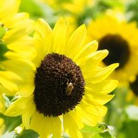 ヒマワリ,ひまわり,お花,過去pic,暑い！の画像