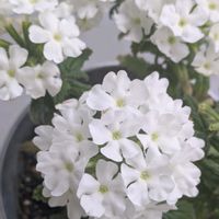 バーベナ,白い花,今日も笑顔で♡,かわちい,Happiness♡♡の画像