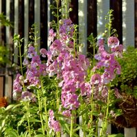 アンゲロニア,花火,ハルシャギク,夏の花,花のある暮らしの画像