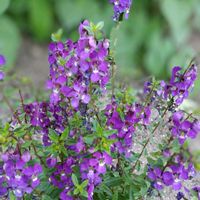 アンゲロニア,ペンタス,伊勢なでしこ,スーパーチュニアビスタミニ,花のある暮らし♡の画像