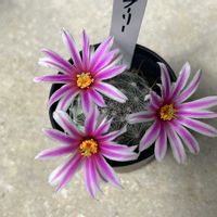サボテン,ブーリー,サボテンの花,マミラリア属,いとみのマミラリアの画像
