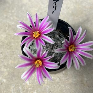 サボテン,ブーリー,サボテンの花,マミラリア属,いとみのマミラリアの画像