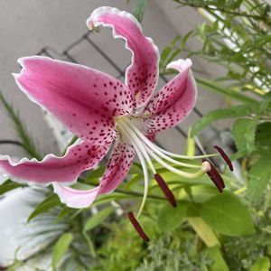 カノコユリ,山野草,放置栽培,神奈川県,山野草大好き協会の画像