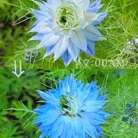ゲラニウム,ニゲラ,花のある暮らし,北海道,キュンキュン乙女倶楽部の画像