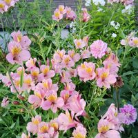 アルストロメリア,ルリタマアザミ,花のある暮らし,北海道から,青い花マニアの画像