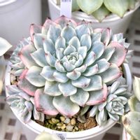 成長記録 沙羅姫牡丹錦,エケベリア 沙羅姫牡丹錦,斑入り多肉,LED栽培,神奈川タニラーの画像