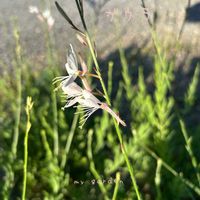 ガウラ,地植え,ガーデニング,庭の画像