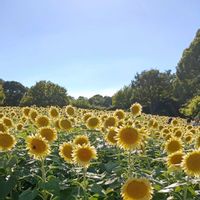 ひまわり,ヒマワリ(プロカットホワイトライト),いつも笑顔で過ごそう♡,GS皆様ありがとう,向日葵　ひまわり　ヒマワリの画像