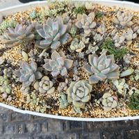 パキベリア,多肉植物,葉挿し,グラプトベリア,グラプトセダムの画像