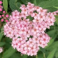 シモツケ ,お出かけ先にての画像