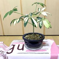 シェフレラ,観葉植物,心の安らぎ,Room  Plant♪,夢物語工房の画像