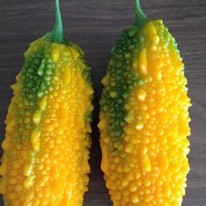 宿根草,ルドべキア・タカオ,借りてる畑,かすみ草 宿根,モルナダ(タイマツバナ)の画像