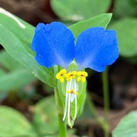 ツユクサ,野に咲く花,庭の画像