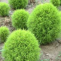 コキア,ほうき草の画像