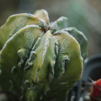 ハオルチア,多肉植物,観葉植物,塊根植物,サボテン科の画像