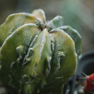 ハオルチア,多肉植物,観葉植物,塊根植物,サボテン科の画像