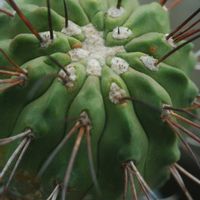 ハオルチア,多肉植物,観葉植物,塊根植物,サボテン科の画像