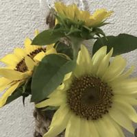 ガザニア,ヒマワリ,クロホオズキ,名前を教えて,ひまわりの画像
