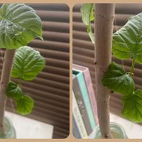 ウンベラータ,観葉植物,グリーン,水挿し,小さな葉っぱの画像