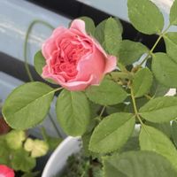 ガーデニング,お花,ばら バラ 薔薇,おうち園芸,小さな庭の画像
