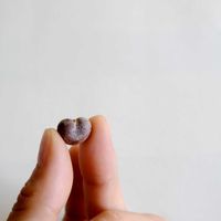 バオバブ,バオバブ,アダンソニア,アダンソニア,観葉植物の画像