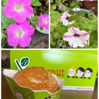 花のある暮らし,ペチュニアマドンナの宝石の画像