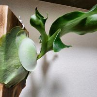 ビカクシダ,ノコギリ,Platycerium 'Nokogiri',観葉植物,nokogiri sporeの画像